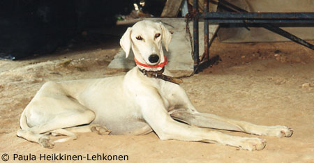 A blonde saluki in Negev, spring 2000