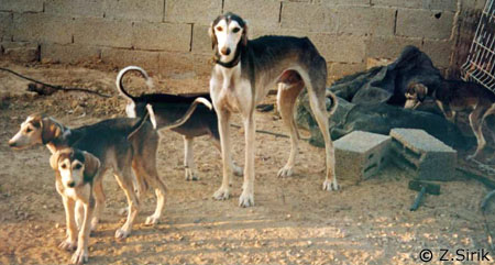Regab with pups at Tel Sheva 1999, Farha second from left
