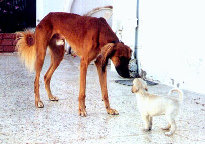 Almas von Mahmoudyieh and a puppy